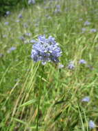 Image of bluehead gilia