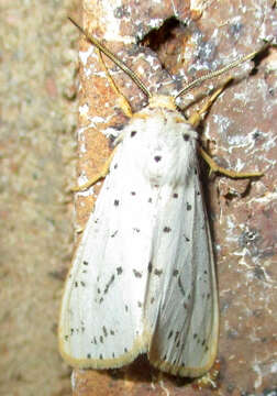 Image of Eyralpenus sublutea Bartel 1903