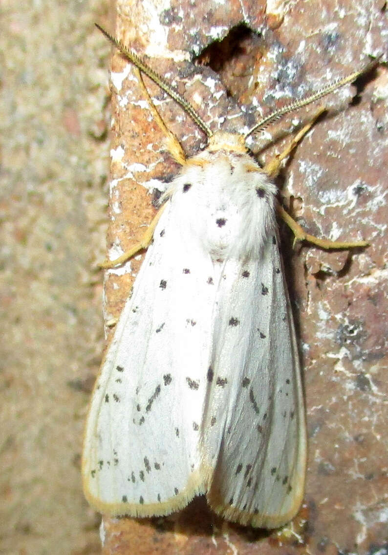 Image of Eyralpenus sublutea Bartel 1903