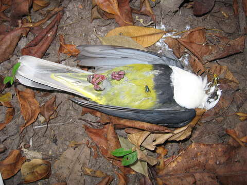 Image of Banded Fruit Dove