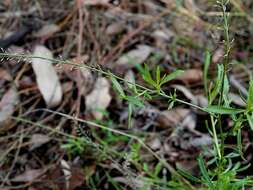 Sivun Lepidium pseudotasmanicum Thell. kuva