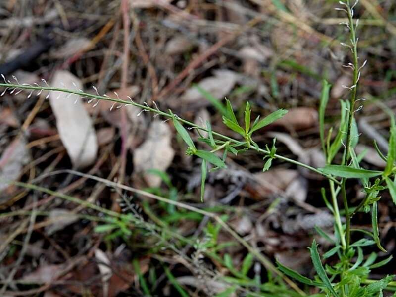 Image of Lepidium pseudotasmanicum Thell.