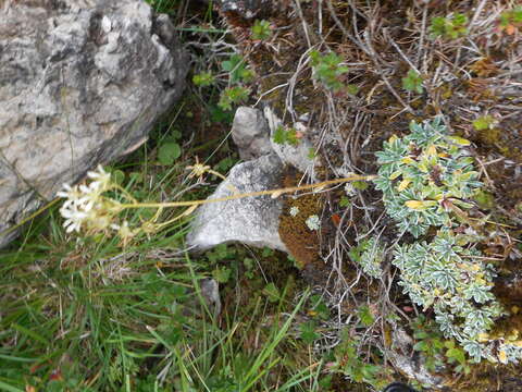 Saxifraga crustata Vest的圖片