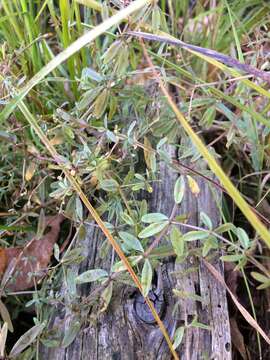 Image of Common Marsh-bedstraw