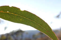 Image of Eucalyptus goniocalyx subsp. goniocalyx