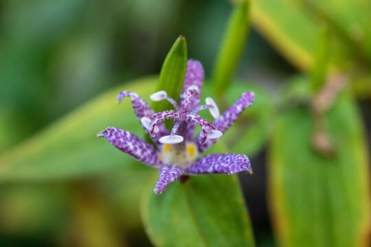 Image of toad lily