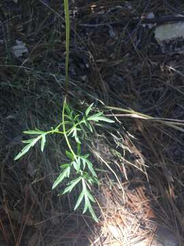 Image of Trans-Pecos false mountainparsley