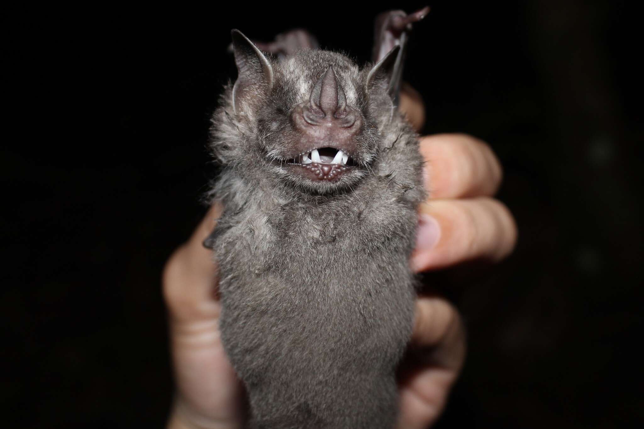 Image of fringed fruit-eating bat