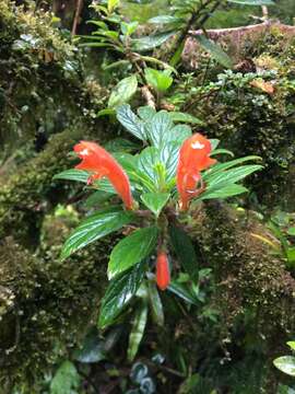 Image of Columnea magnifica Klotzsch ex Oerst.