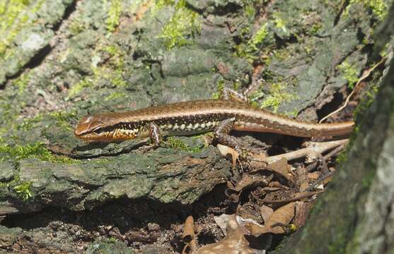 Sphenomorphus maculatus (Blyth 1853) resmi