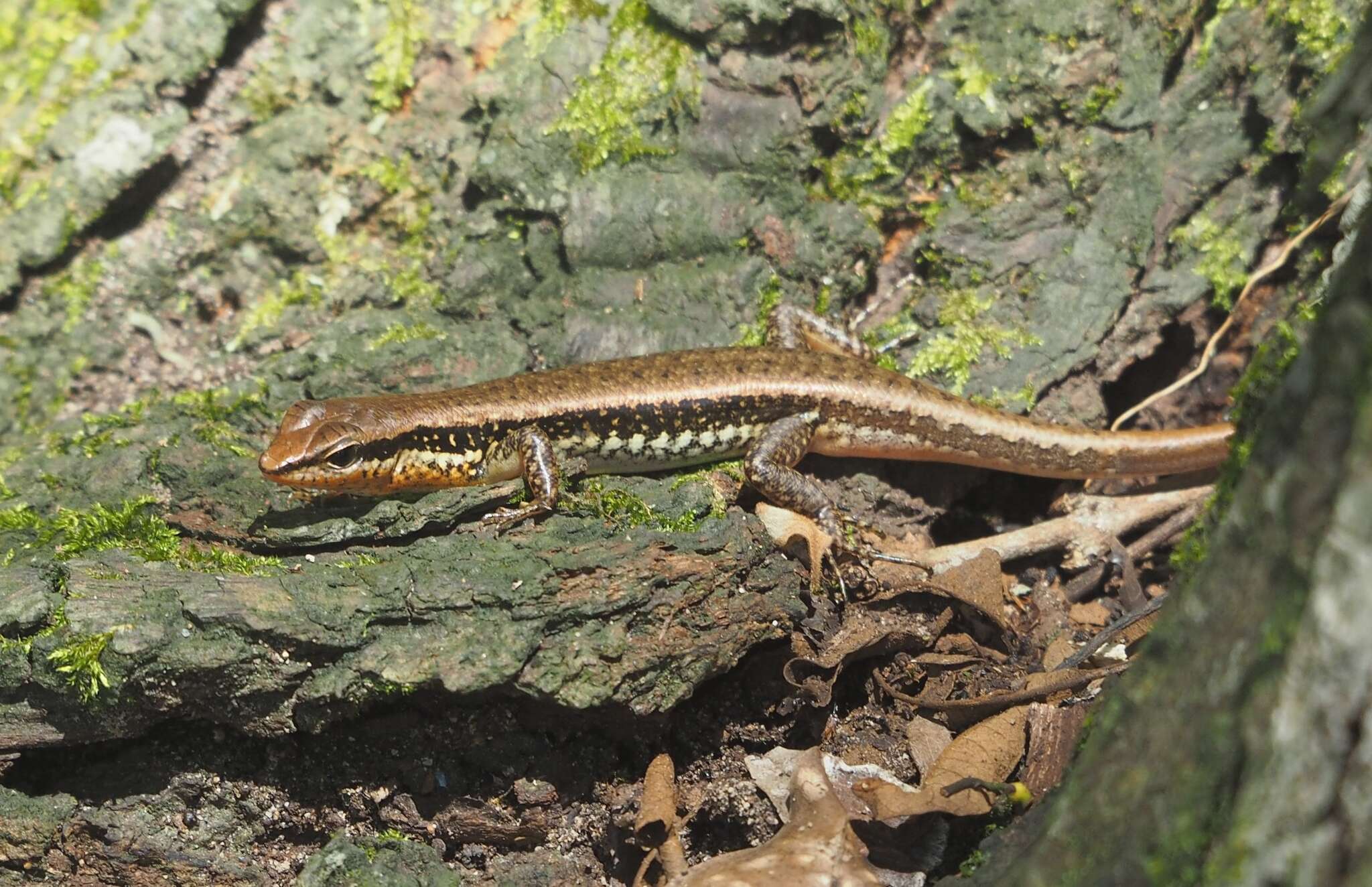 Слика од Sphenomorphus maculatus (Blyth 1853)