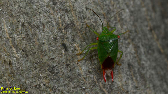 Image of Acanthosoma labiduroides Jakovlev 1880