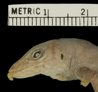 Image of Cook's Anole