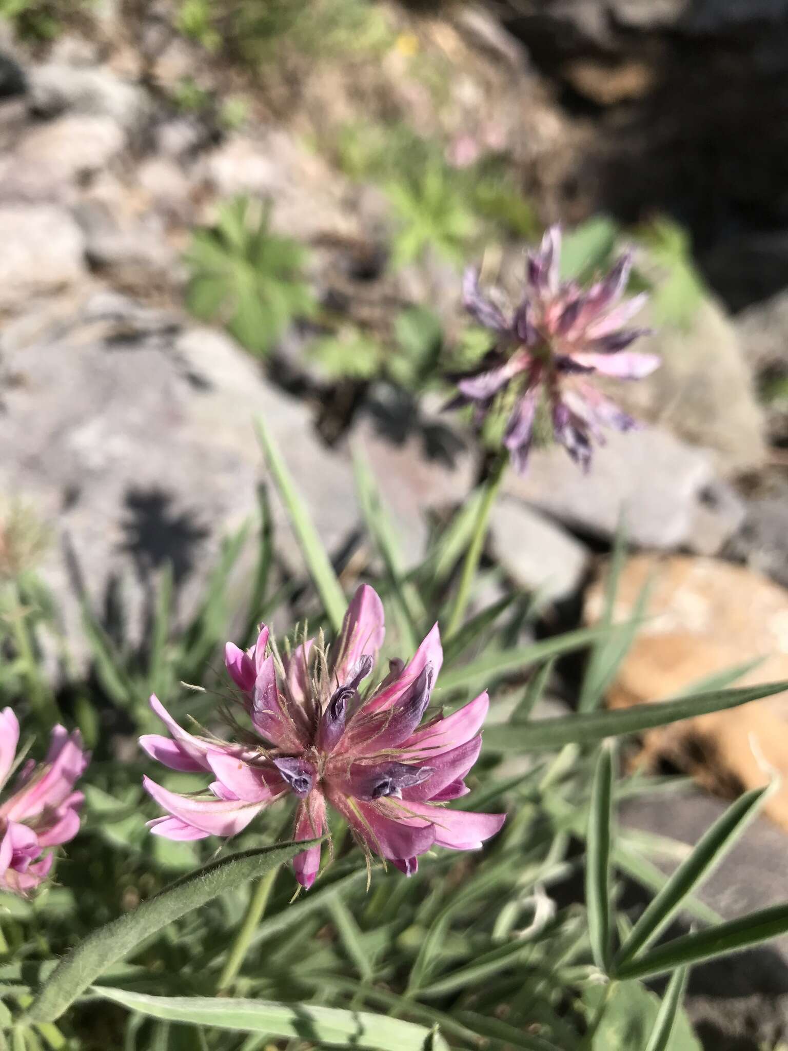 Plancia ëd Trifolium attenuatum Greene