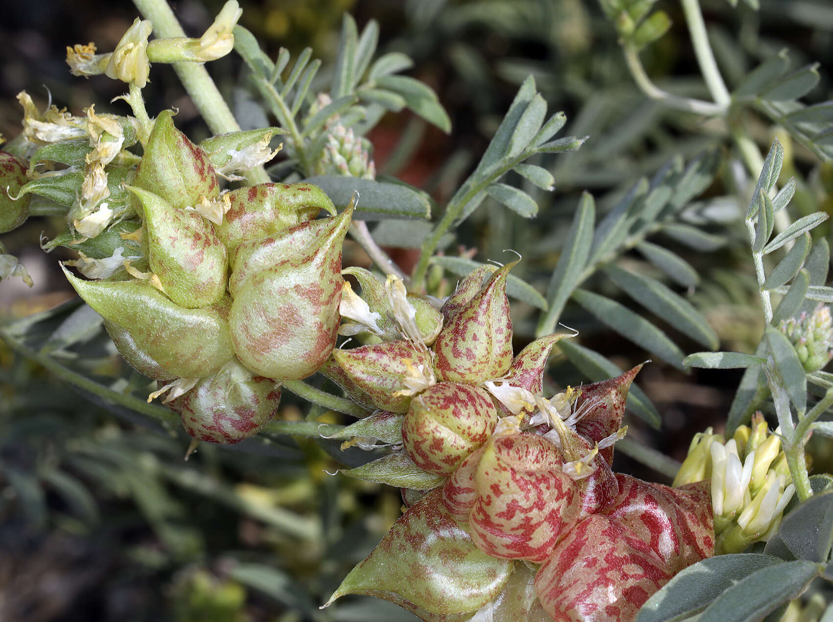 Image of northern freckled milkvetch