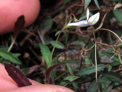 Image of Lobelia pubescens Aiton