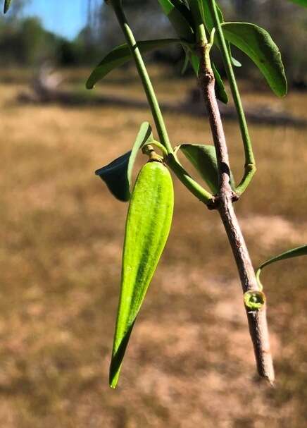 Plancia ëd Secamone elliptica R. Br.