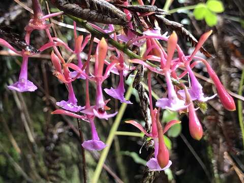 Image of Epidendrum capricornu Kraenzl.