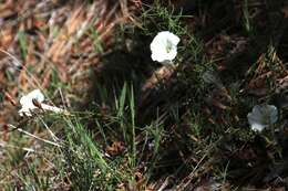 Image of Stebbins' false bindweed