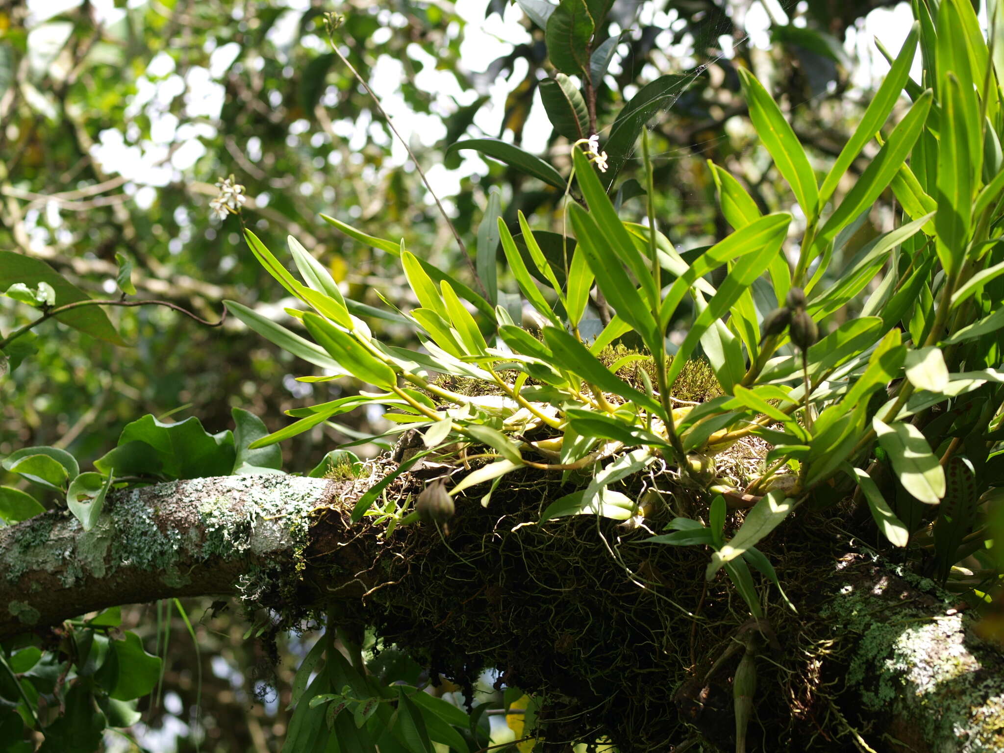 Image de Epidendrum blepharistes Barker ex Lindl.