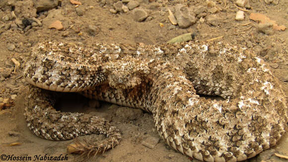 Image of Spider-tailed Horned Viper