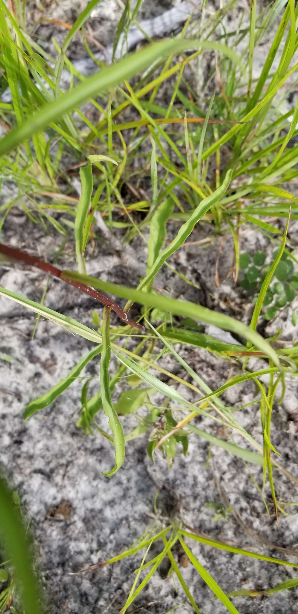 Image of Virginia Goldenrod