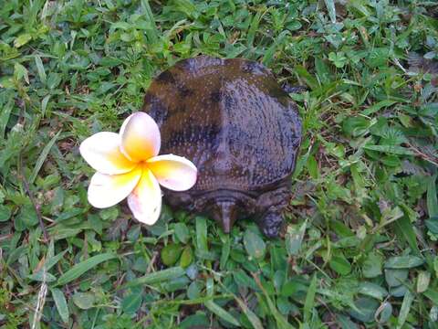 Image of Wattle-necked Softshell Turtle