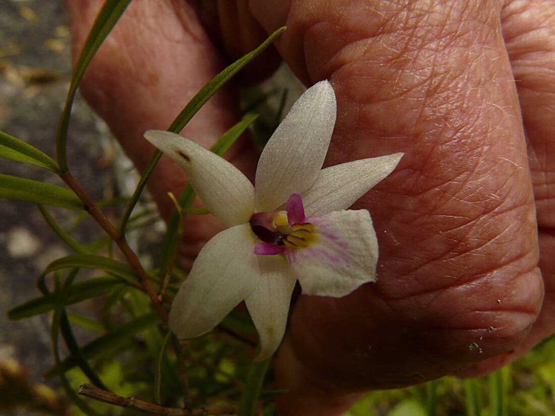 Image de Dendrobium cunninghamii Lindl.