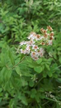 Imagem de Spiraea alba var. alba