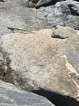 Image of Atacamen Pacific Iguana