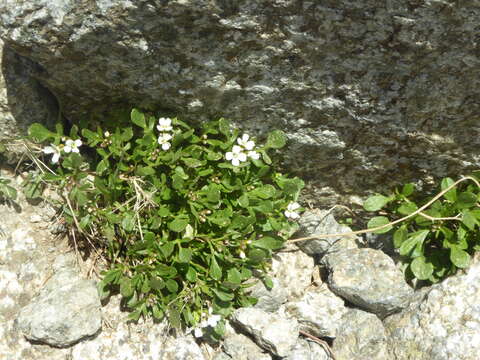 Plancia ëd Cardamine resedifolia L.