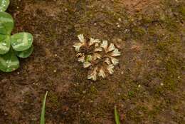 Image of Riccia lamellosa Raddi