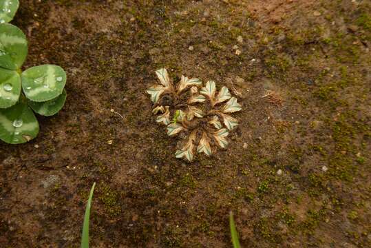 Image de Riccia lamellosa Raddi