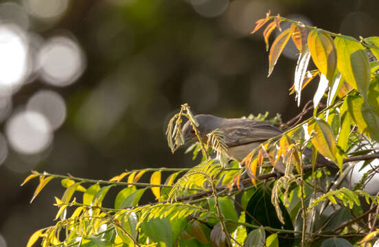 Image of Northern Puffback