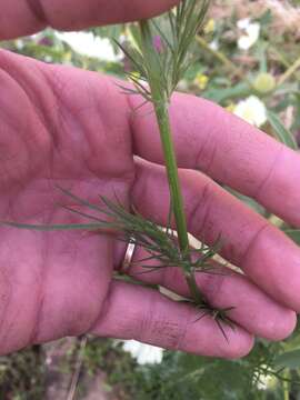 Imagem de Nigella ciliaris DC.