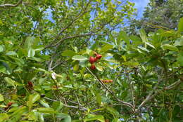 Image de Ochrosia elliptica Labill.