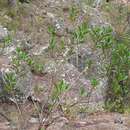 Image of Dodonaea rhombifolia N. A. Wakefield