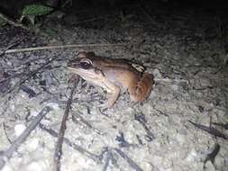 Image of Amazonian White-lipped Frog