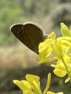 Image of Paphos Blue