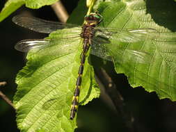 Image of Delta-spotted Spiketail