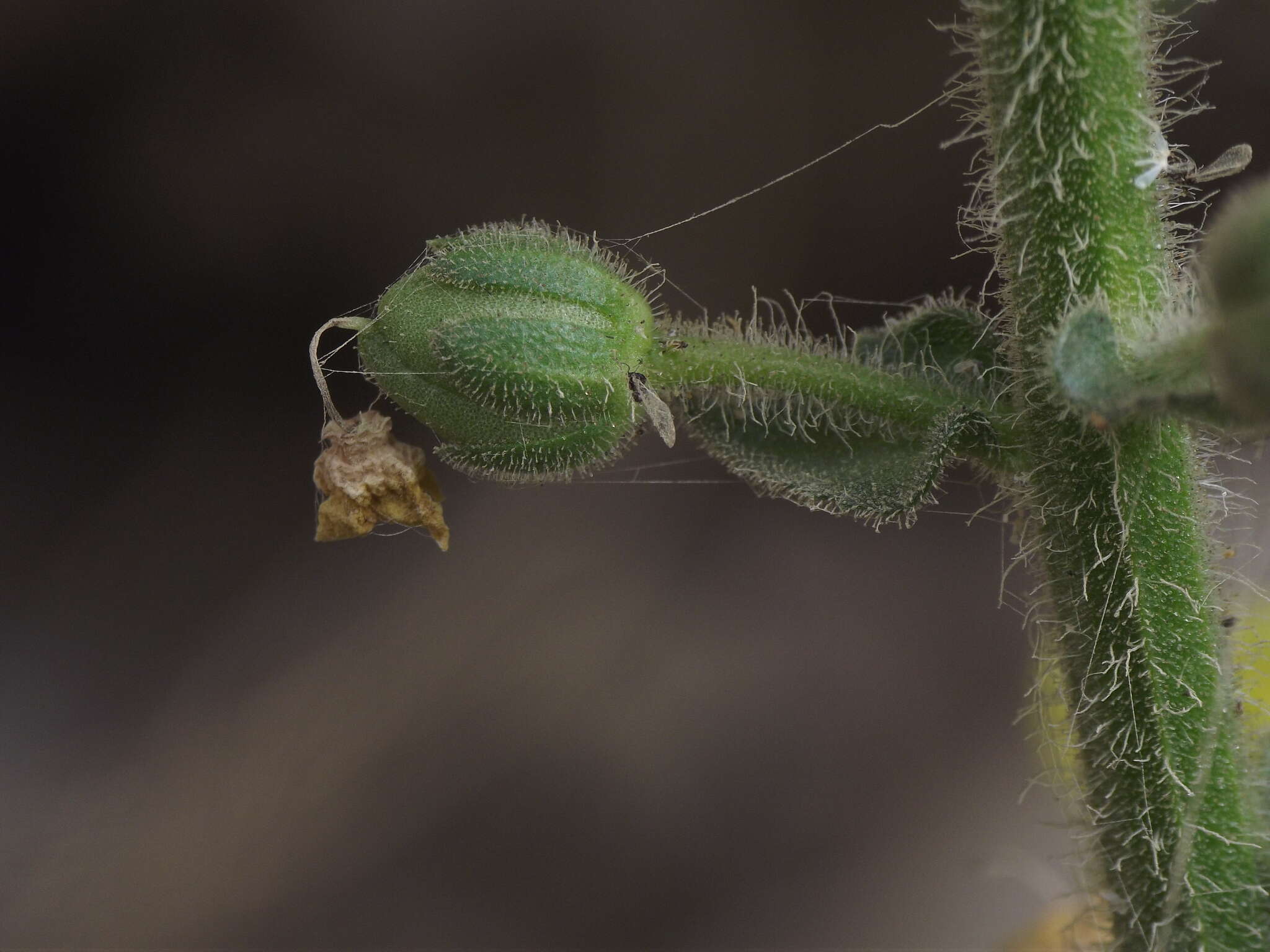 Image of Verbascum coromandelianum (Vahl) Huber-Morath