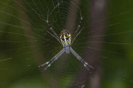 Imagem de Argiope dang Jäger & Praxaysombath 2009