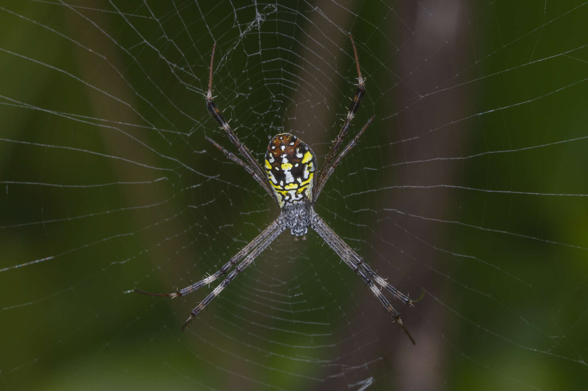 Image of Argiope dang Jäger & Praxaysombath 2009