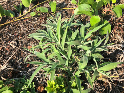 Image of southern crabgrass