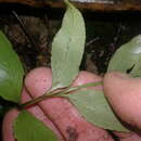 Image of Asplenium lepidotum Perrie & Brownsey