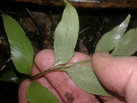 Image of Asplenium lepidotum Perrie & Brownsey