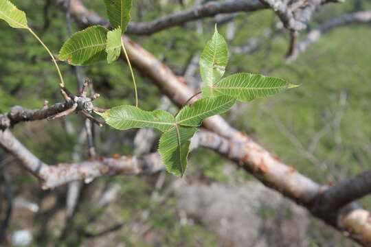 Image de Bursera kerberi Engl.