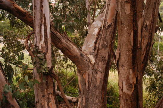 Imagem de Eucalyptus tereticornis Sm.