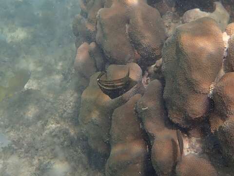 Image of Orangespotted Filefish