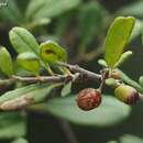 Plancia ëd Rhamnus punctatus Boiss.